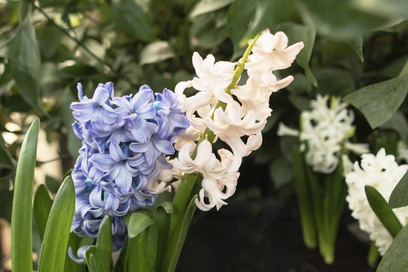 Hyacinth flowers.