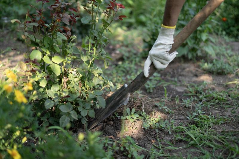 Hands digging up a plant with a shovel. 