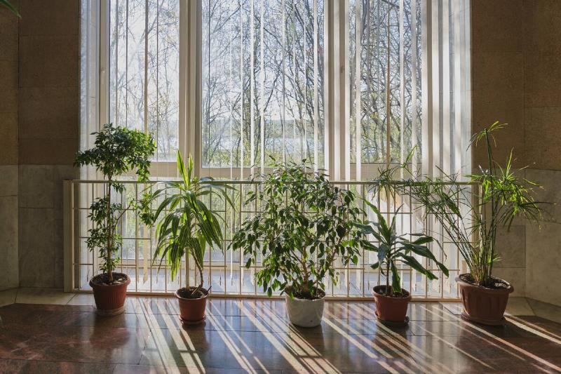 Indoor potted plants, dracaena, ficus benjamina, cyperus, standing on floor near large panoramic window.