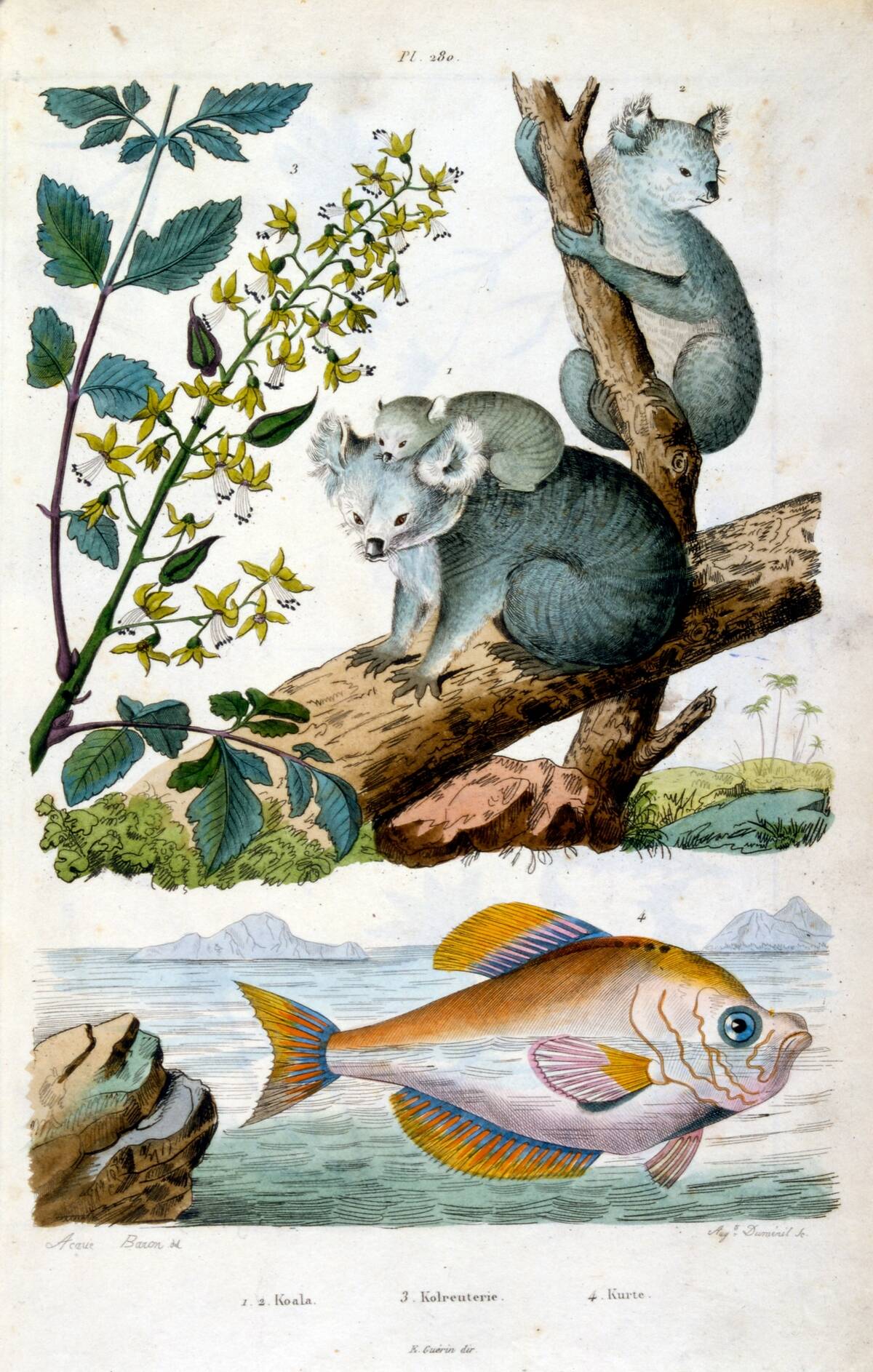 Koala Bear and Fish