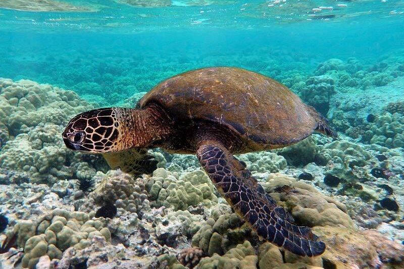Green turtle swimming over coral reefs in Kona 