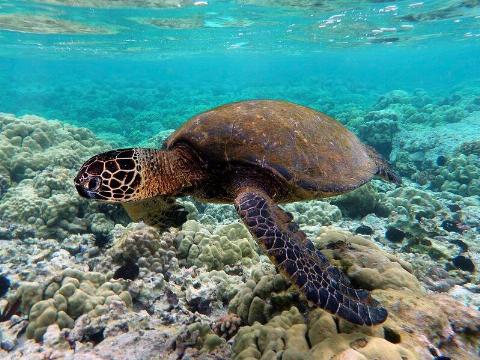 Green turtle swimming over coral reefs in Kona 