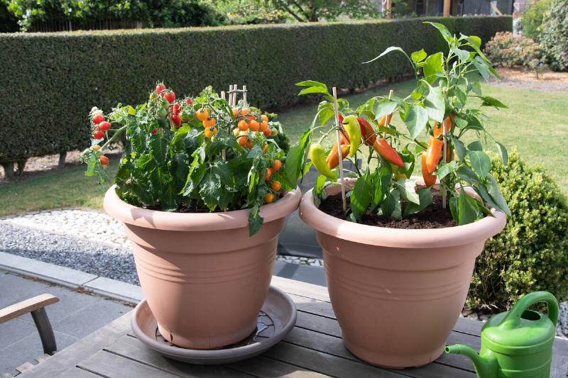 Large pots with cherry tomatoes and pepper plants. 