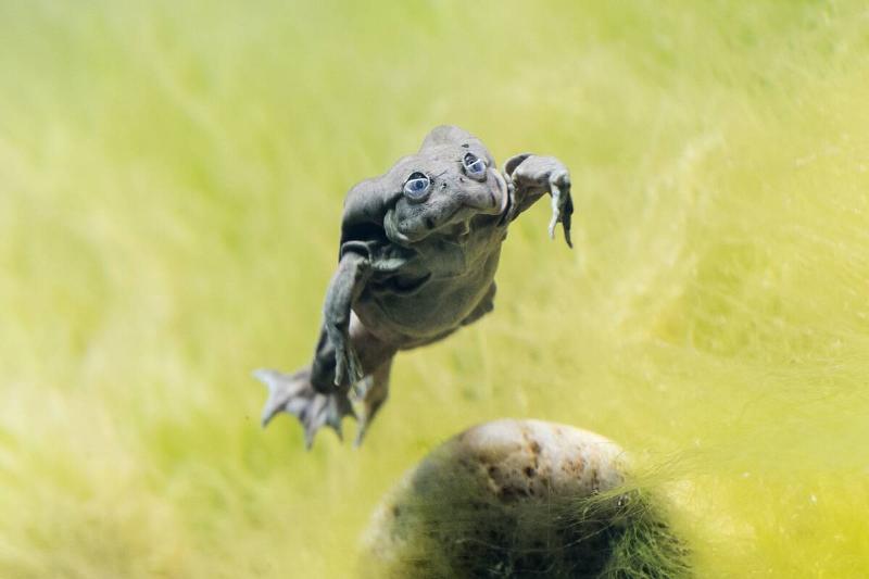 London Zoo unveils the Secret life of Reptiles and Amphibians