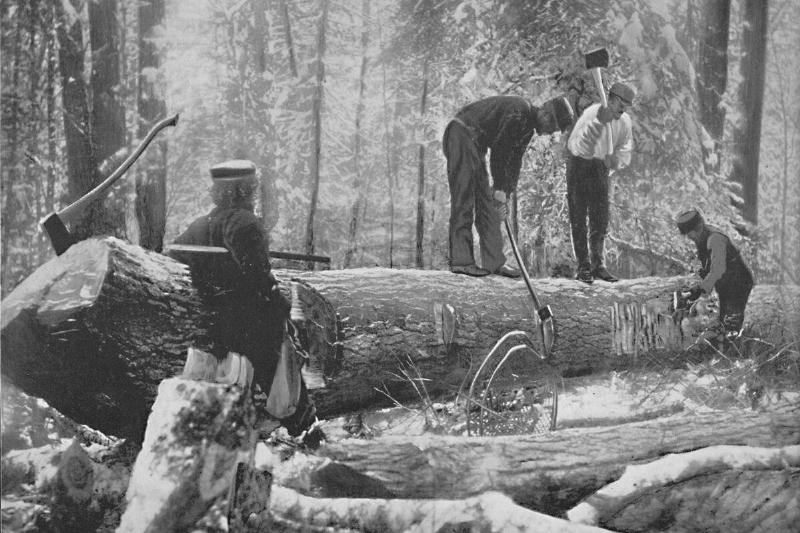 Lumbering On The Ottawa River