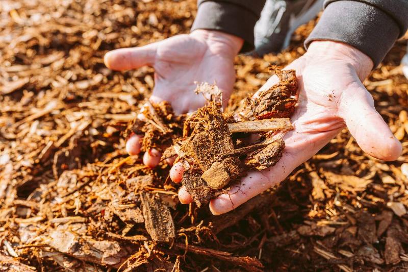 Hands holding wood chips. 
