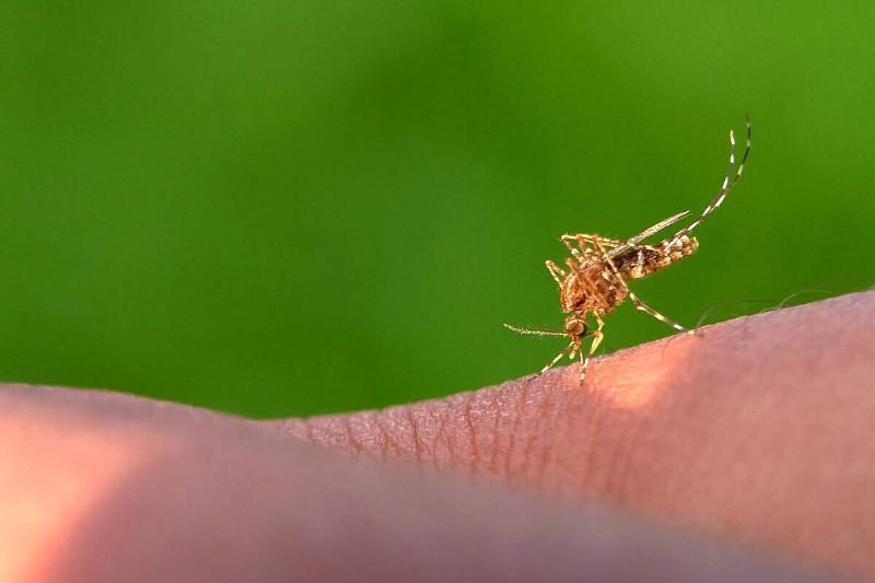 Mosquito on hand.
