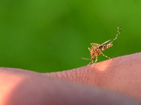 Mosquito on hand.
