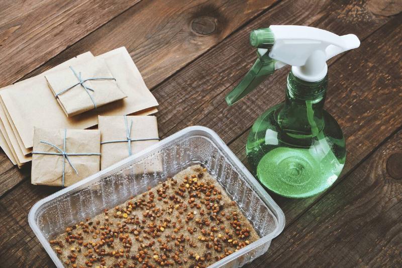 Seeds on paper towel with spray bottle of water. 
