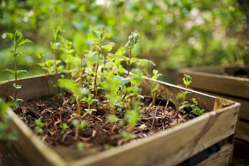 Mint plants growing in pots.