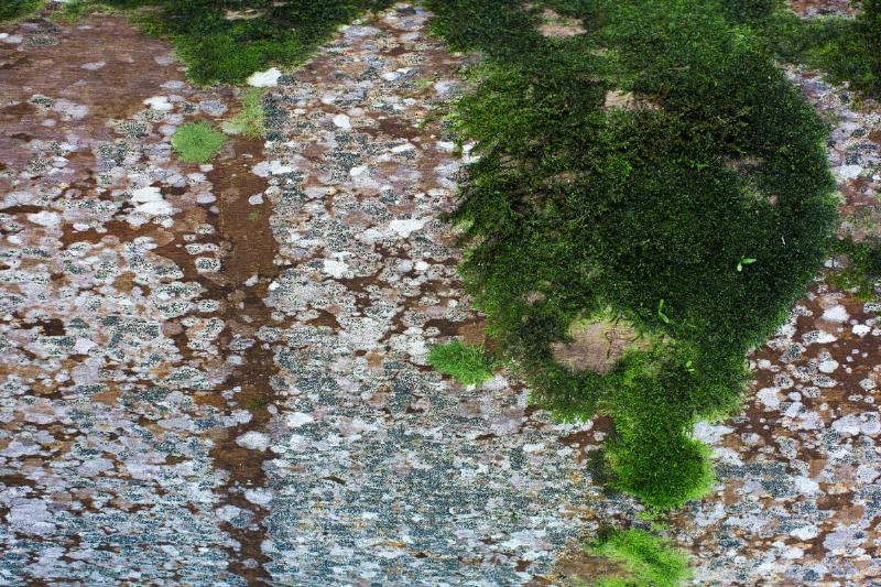 Moss growing on driveway.
