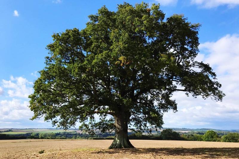 Oak tree in a field.