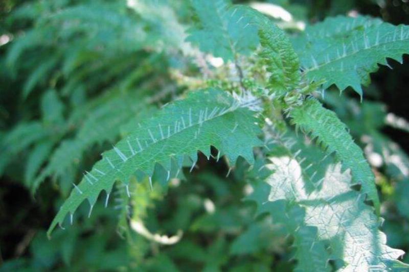 New Zealand tree nettle. 