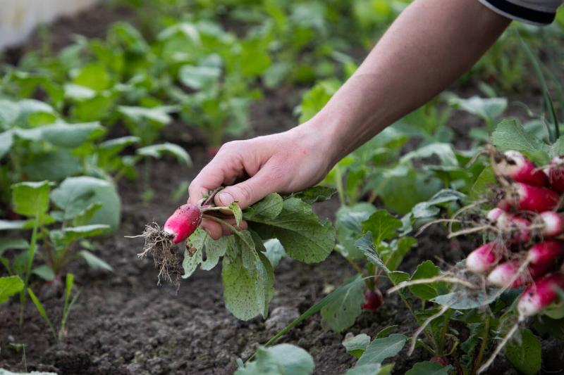 Hand holding red radish from garden.