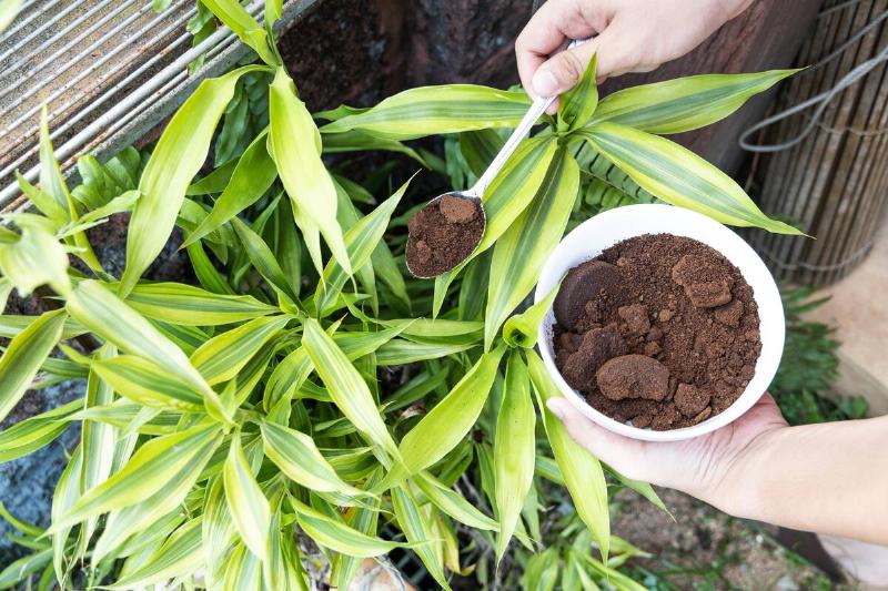 Person apply spent grounded coffee powder as natural plant fertilizer on potted plants.
