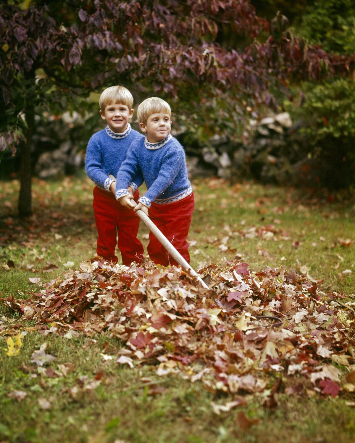 Picking Leaves