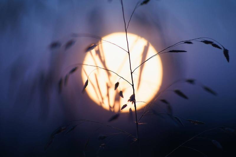 Moon behind a plant. 