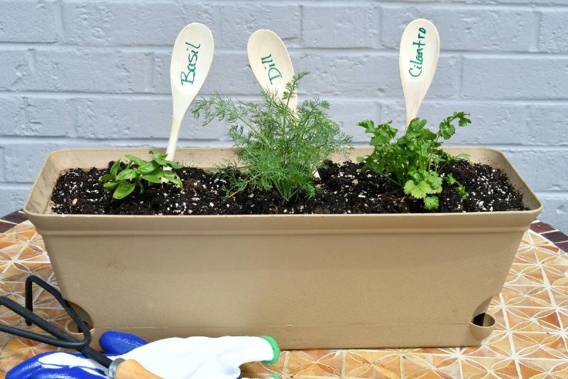 Planter container with spoons as labels for herbs. 