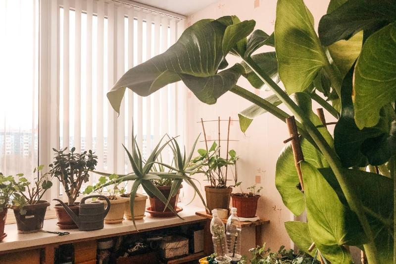 Plants near a balcony on a home garden. 