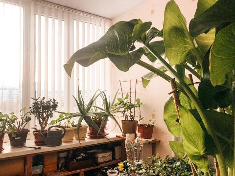 Plants near a balcony on a home garden. 