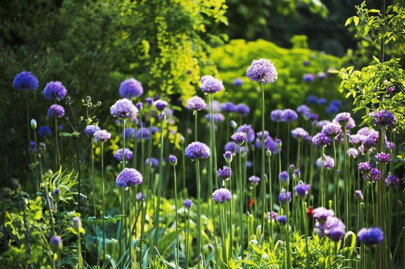 Purple Allium in a garden.