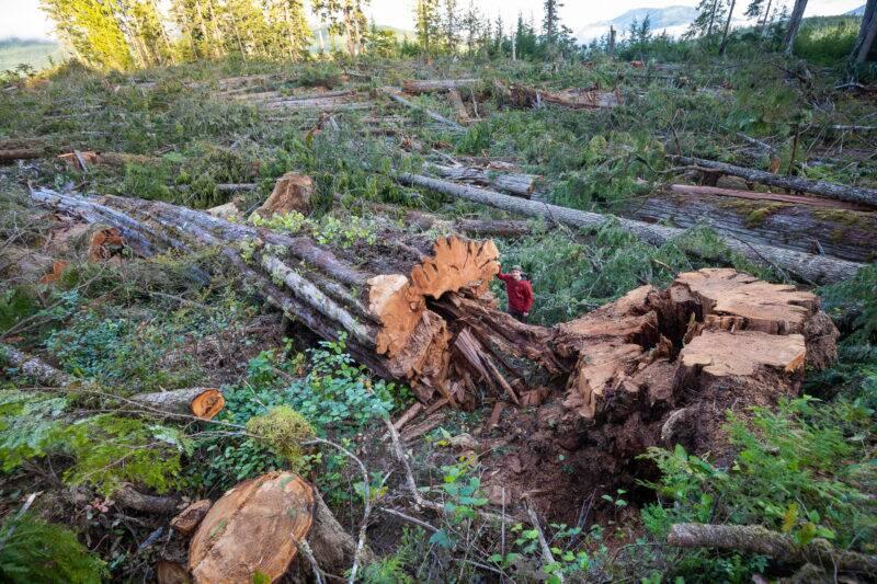 quatsino-sound-clearcutting-26385-800x533-1-70439