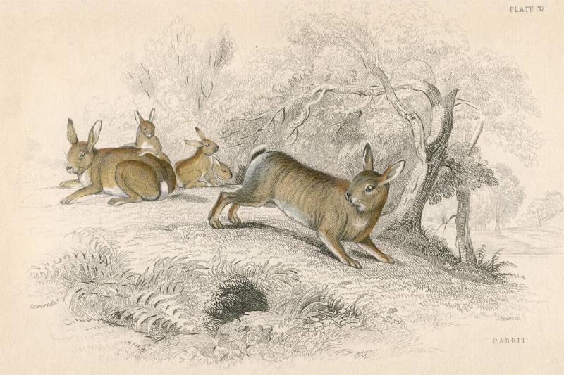 Rabbit (Oryctolagus cuniculus), 1828.