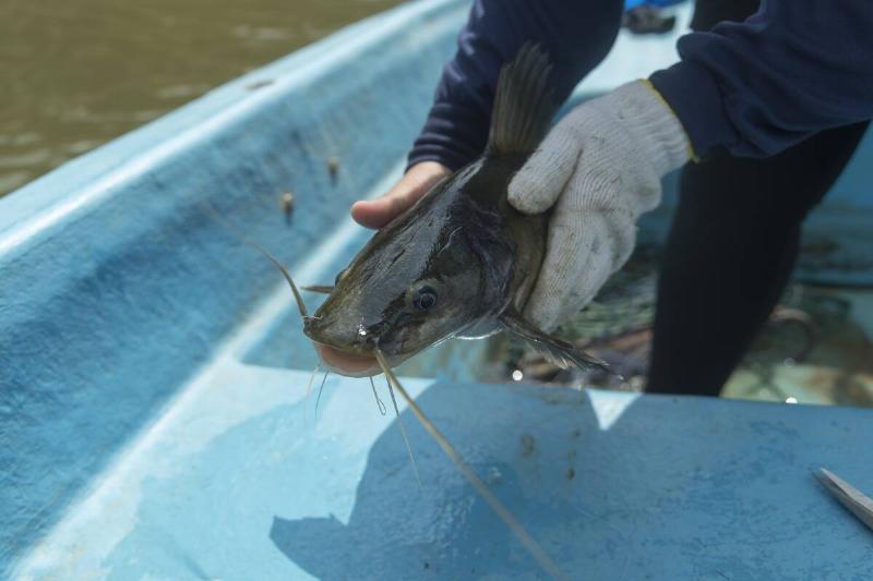 Catfish being held.