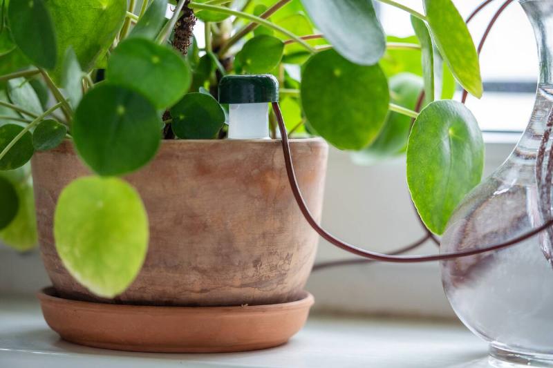 Self watering system