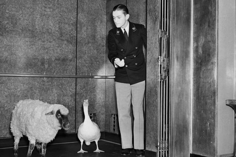 Sheep and Goose Riding Elevator
