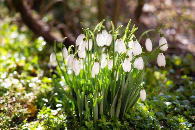Snowdrop flowers in early spring. 