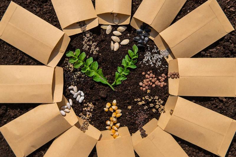 Seeds in a circle on dirt.