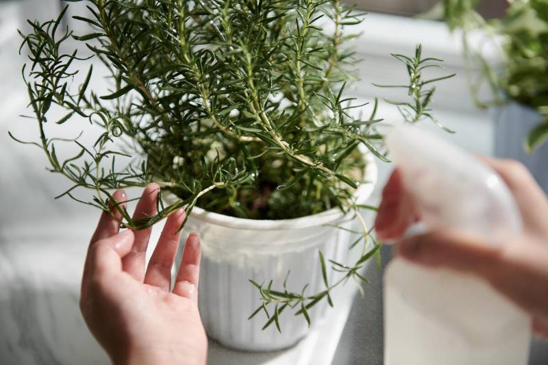 Spraying and watering rosemary plant. 