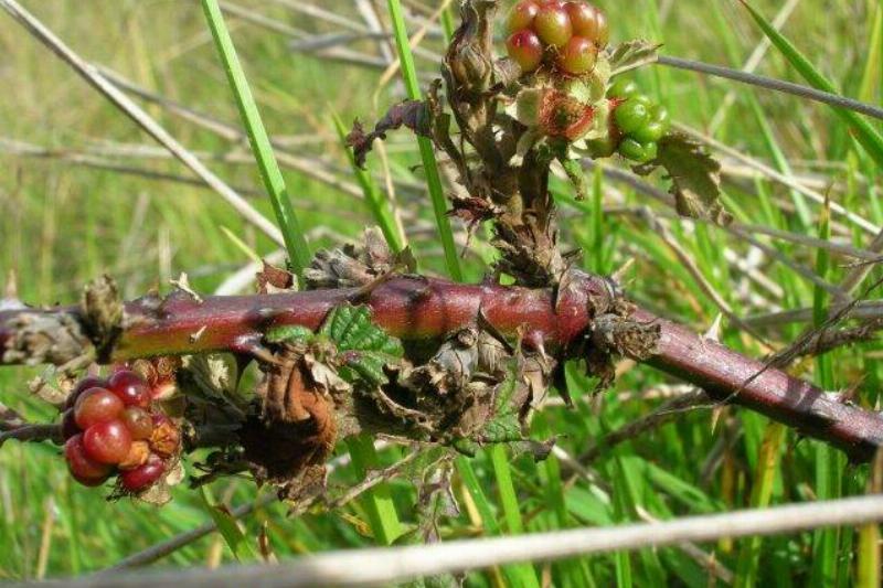 Himalayan Blackberries. 