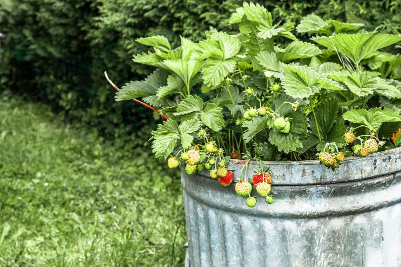 Strawberries growing in a rustic metal planter.