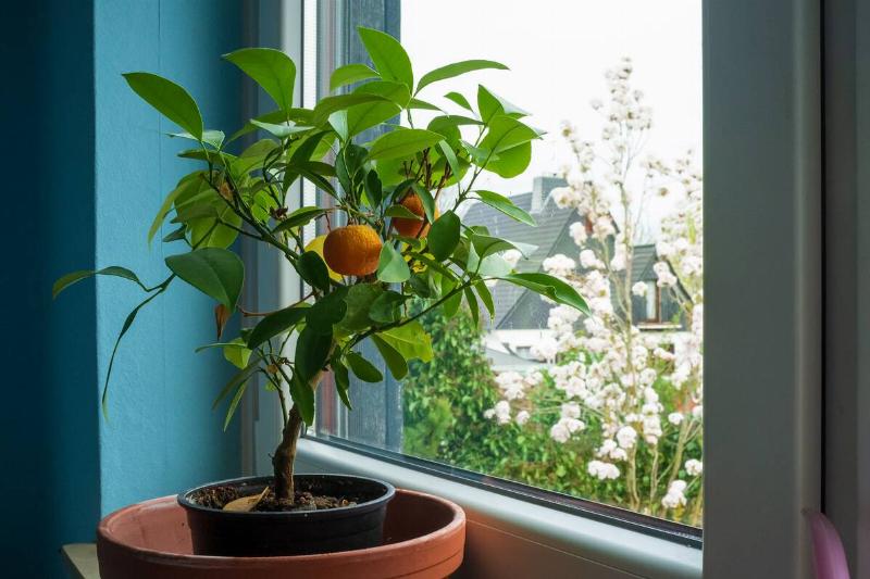 Tangerine tree by a window. 