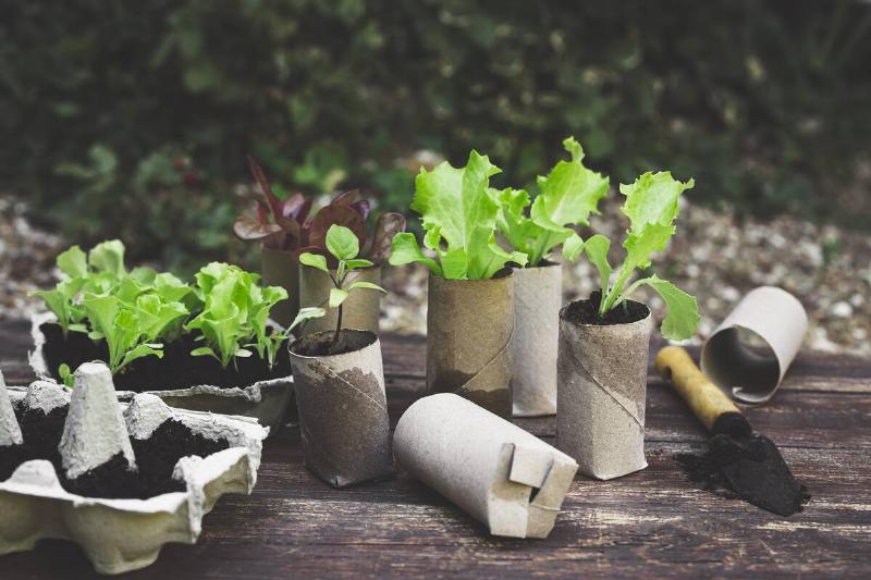 Seedlings in toilet paper rolls.