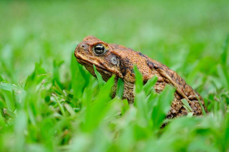 Townsville Hosts Cane Toad Collection Day Cull
