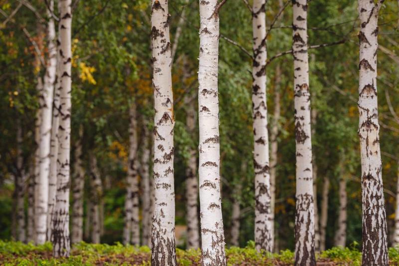 Birch tree forest. 