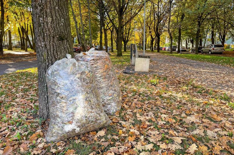 Plastic bags filled with leaves on curb.