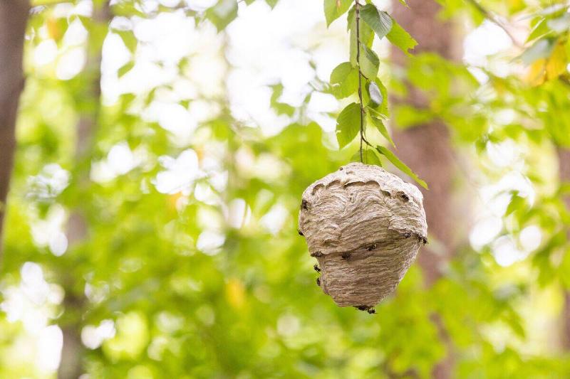 Wasp nest hanging from a tree.