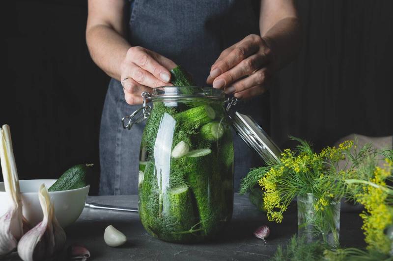 Fermenting cucumbers and dill to make pickles. 