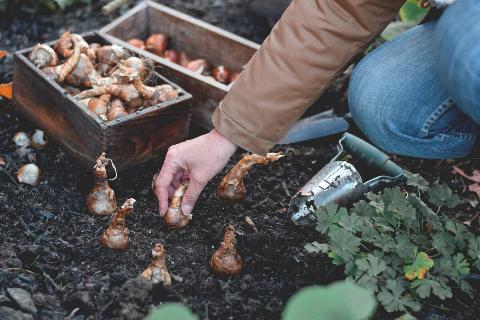 Woman planting spring flowering bulbs. 