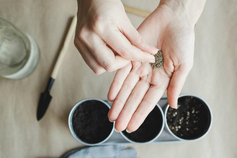 Hands holding seeds.
