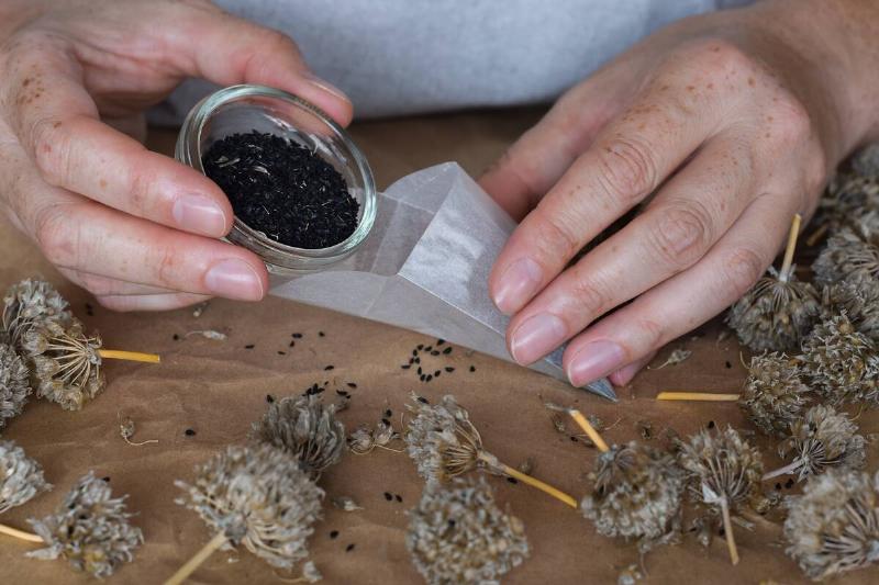 Woman's hands pouring chive seeds collected from dried flowers into packet for storing.