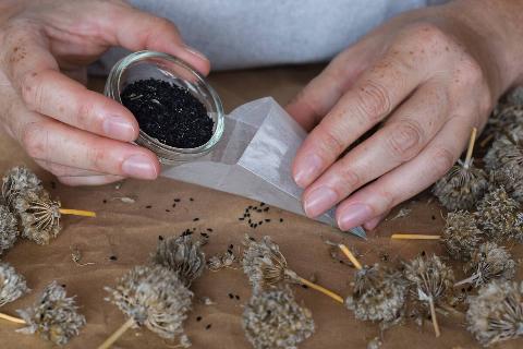 Woman's hands pouring chive seeds collected from dried flowers into packet for storing.