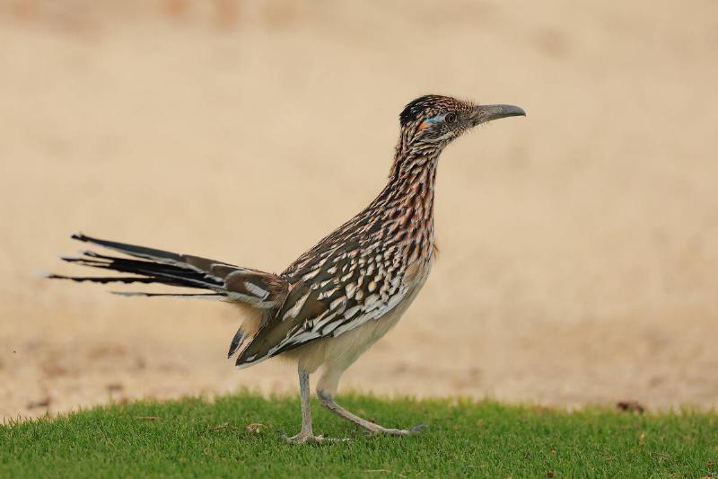 World Wide Technology Championship 2024 - Previews