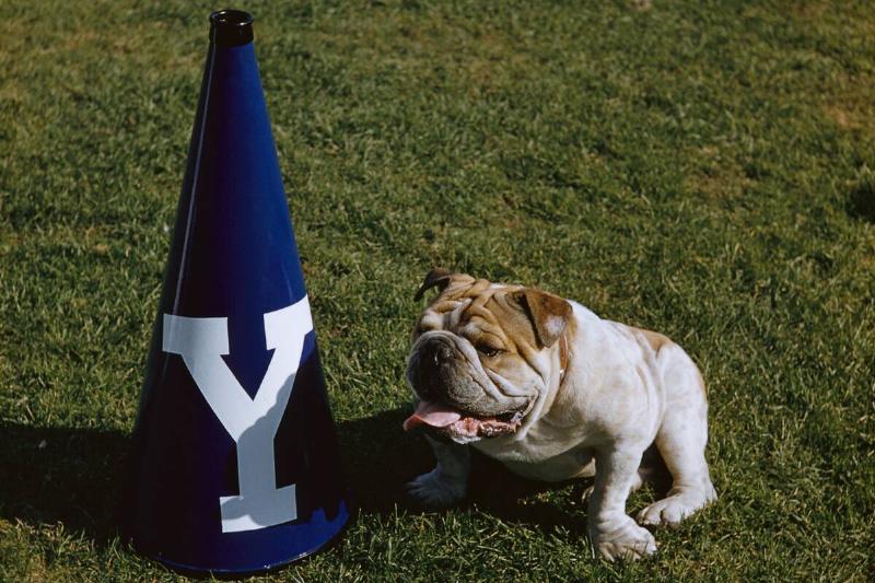 Yale Football Team's Mascot Bulldog