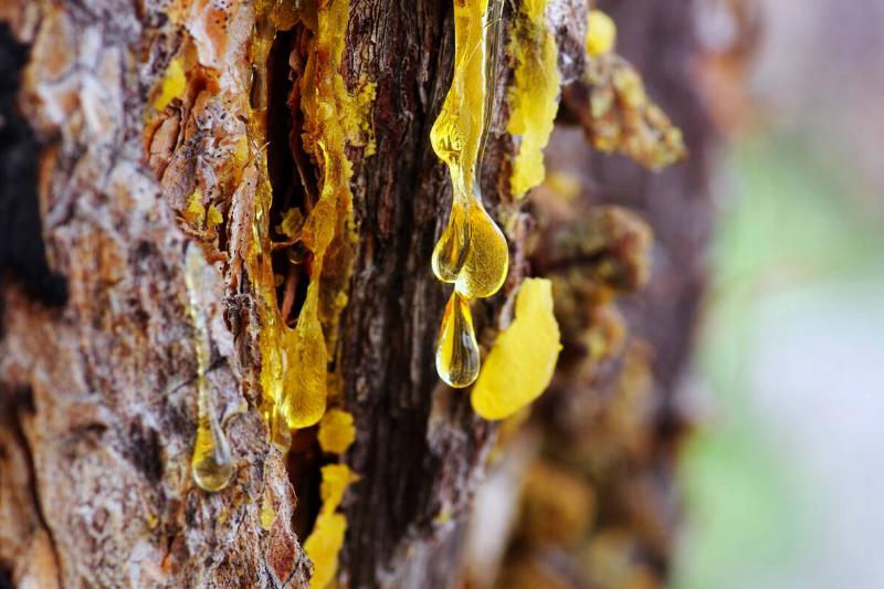 Tree sap.