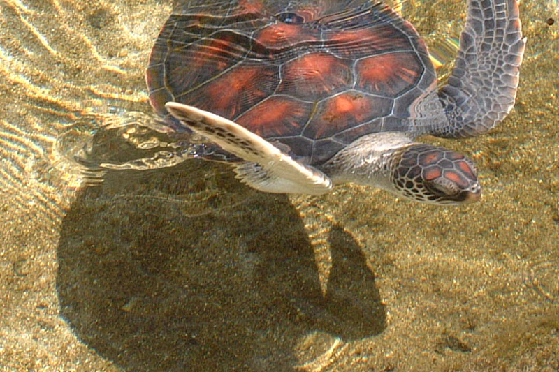 Immature Hawaiian C. mydas.